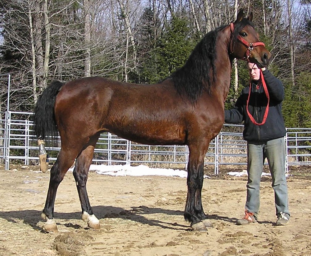 Horses For Sale at Menomin Farm